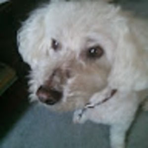 Meet your Posher, Russell